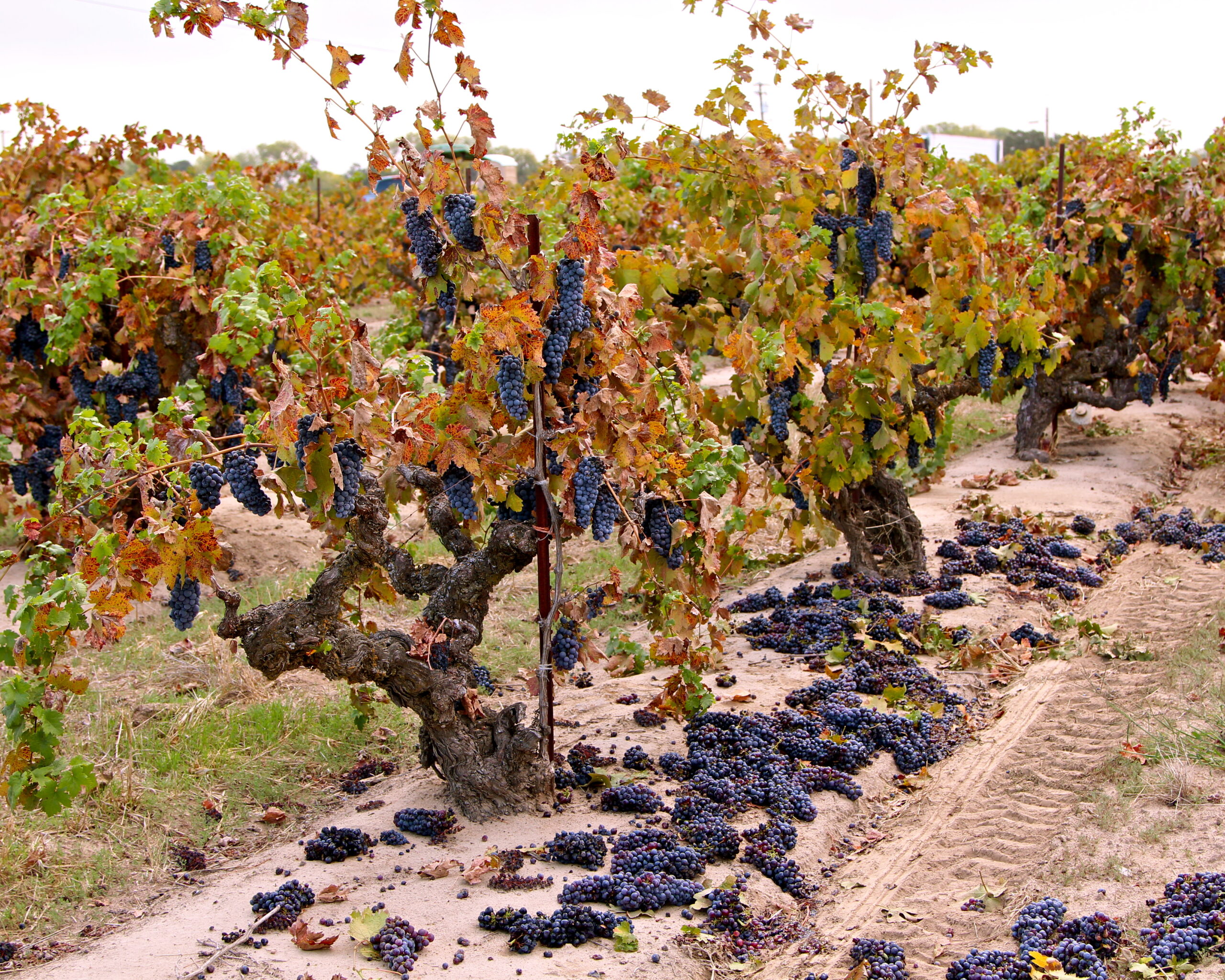 2013 Zinfandel harvest nearing end, with a little bit of drama