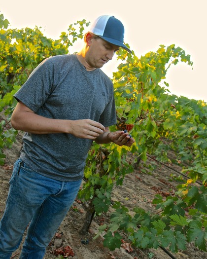 2017 Cemetery Zinfandel harvest (agony of Nature, ecstasy of meticulous viticulture)