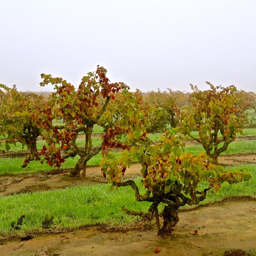 ‘Tis Autumn in America’s largest winegrowing region