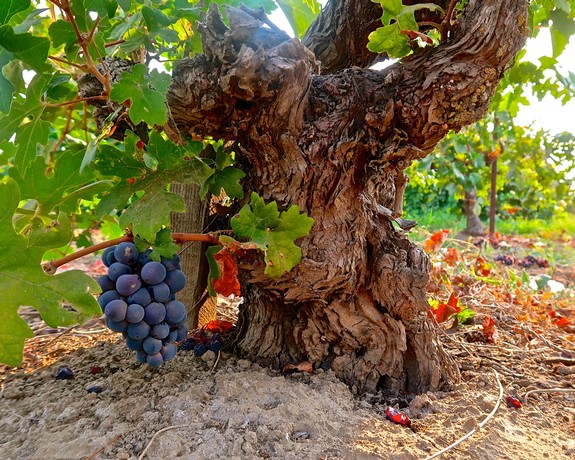 1929 book on black grapes sheds fascinating light on the history of California wine