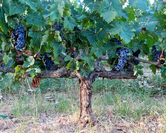2022 Lodi Tour of Tempranillo, the varietal’s history and what makes Lodi’s style so unique