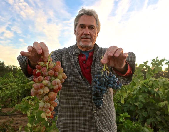 Four 2018 wine grape lessons (part 1)
